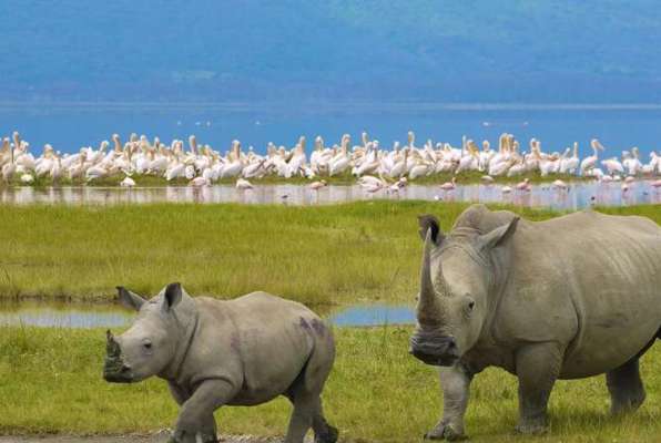 Ngorongoro Safari neushoorns