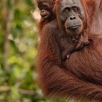 Vrijwilligerswerk Sumatra foto menu